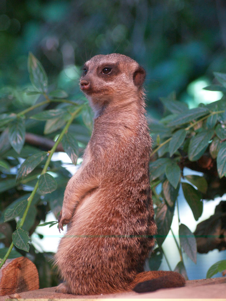 %_tempFileNameFauna_07%