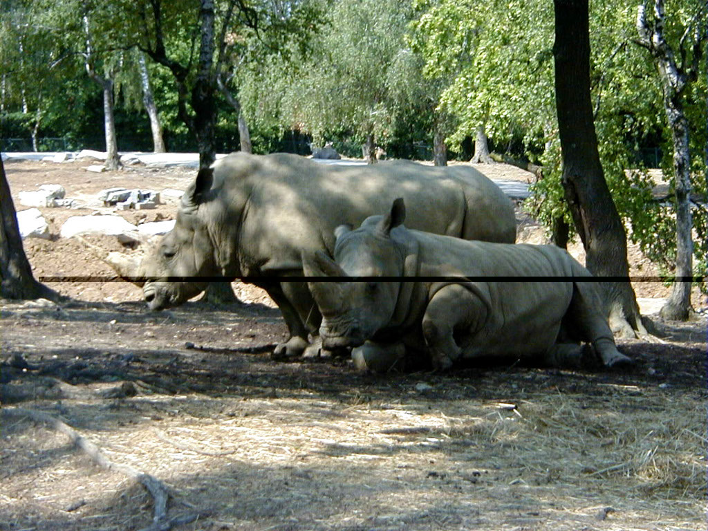 %_tempFileNameFauna_36%