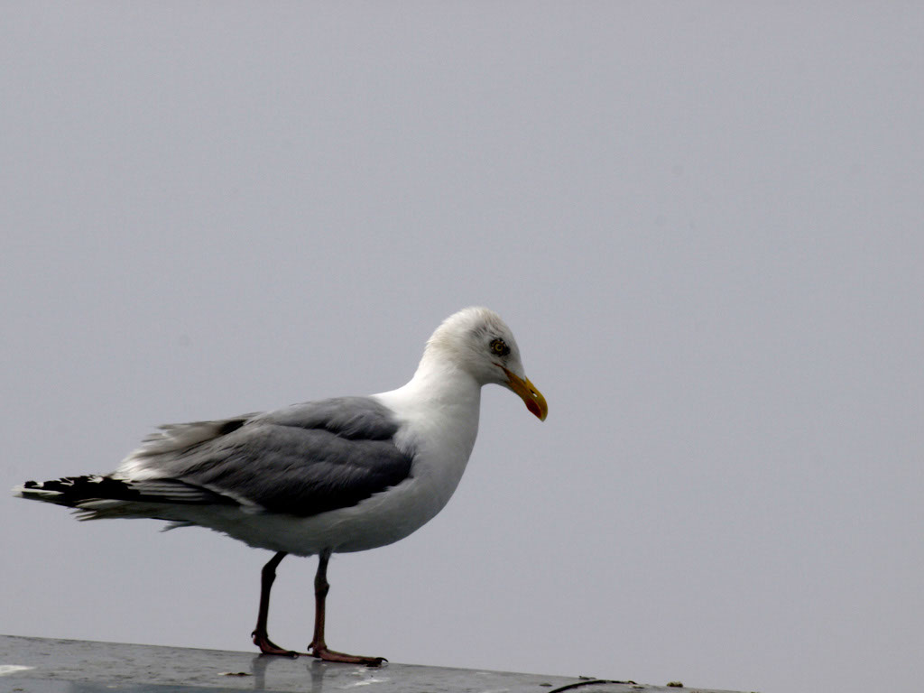 %_tempFileNameFauna_41%