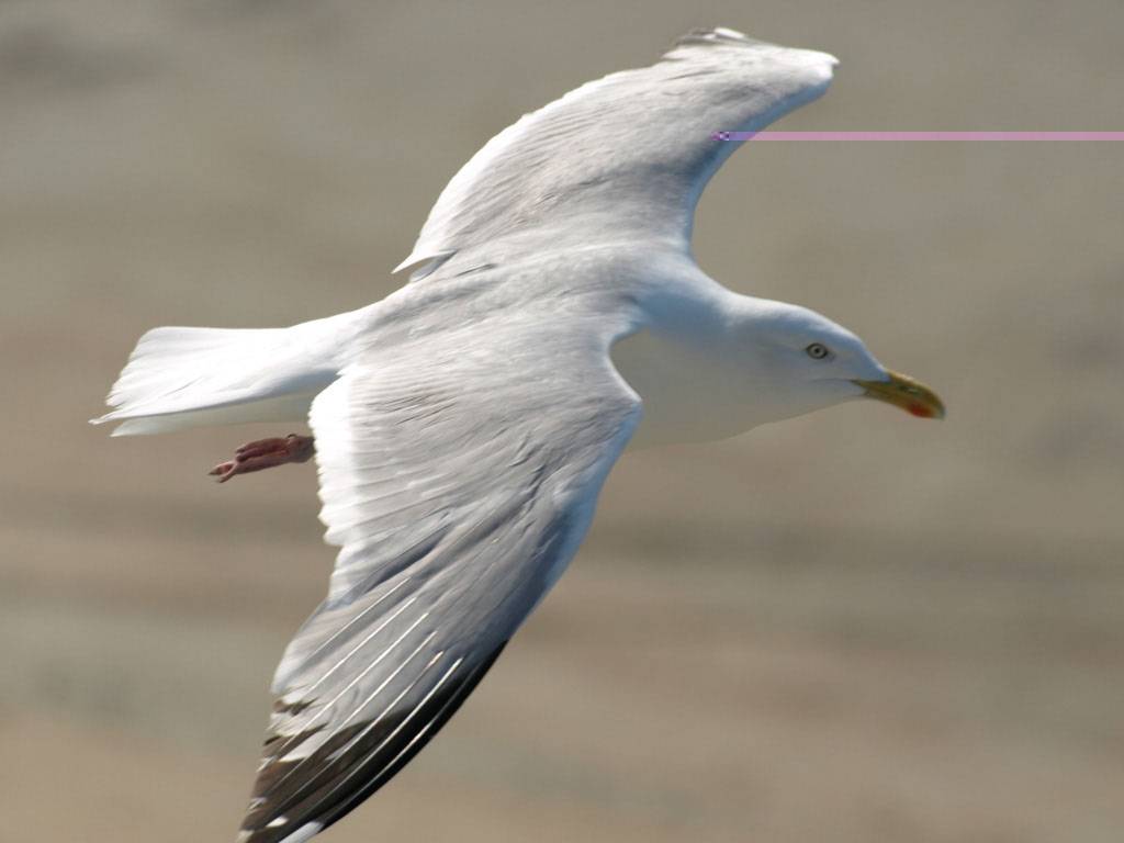 %_tempFileNameFauna_45%