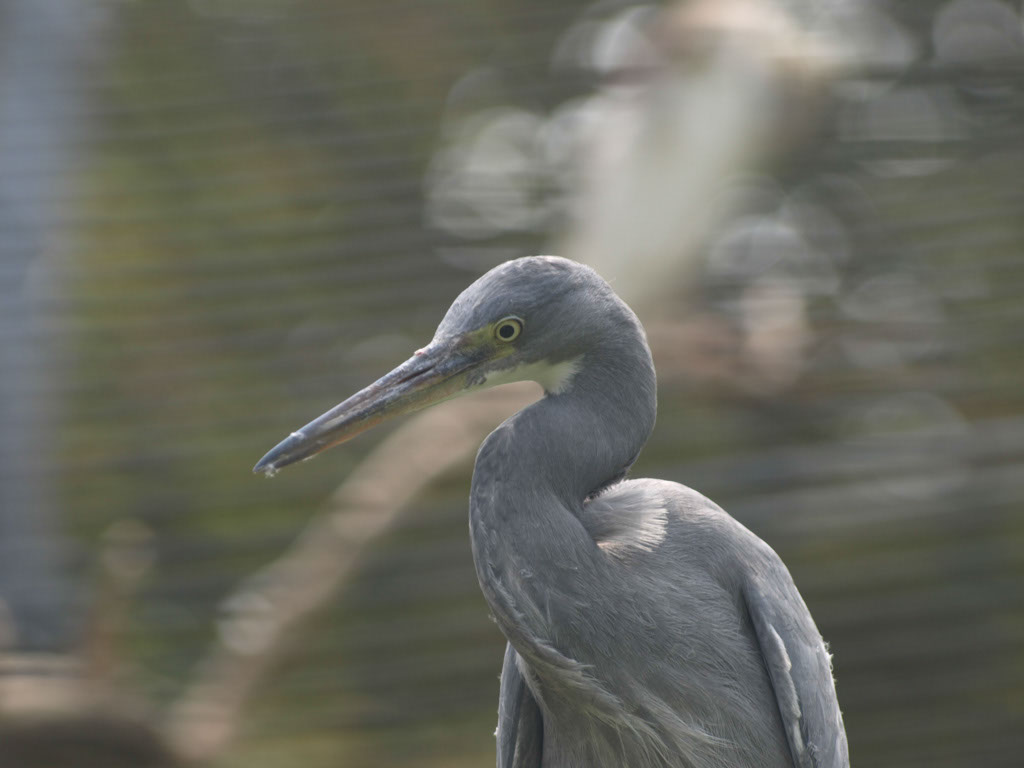%_tempFileNameFauna_52%