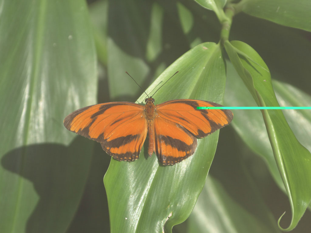 %_tempFileNameFauna_54%