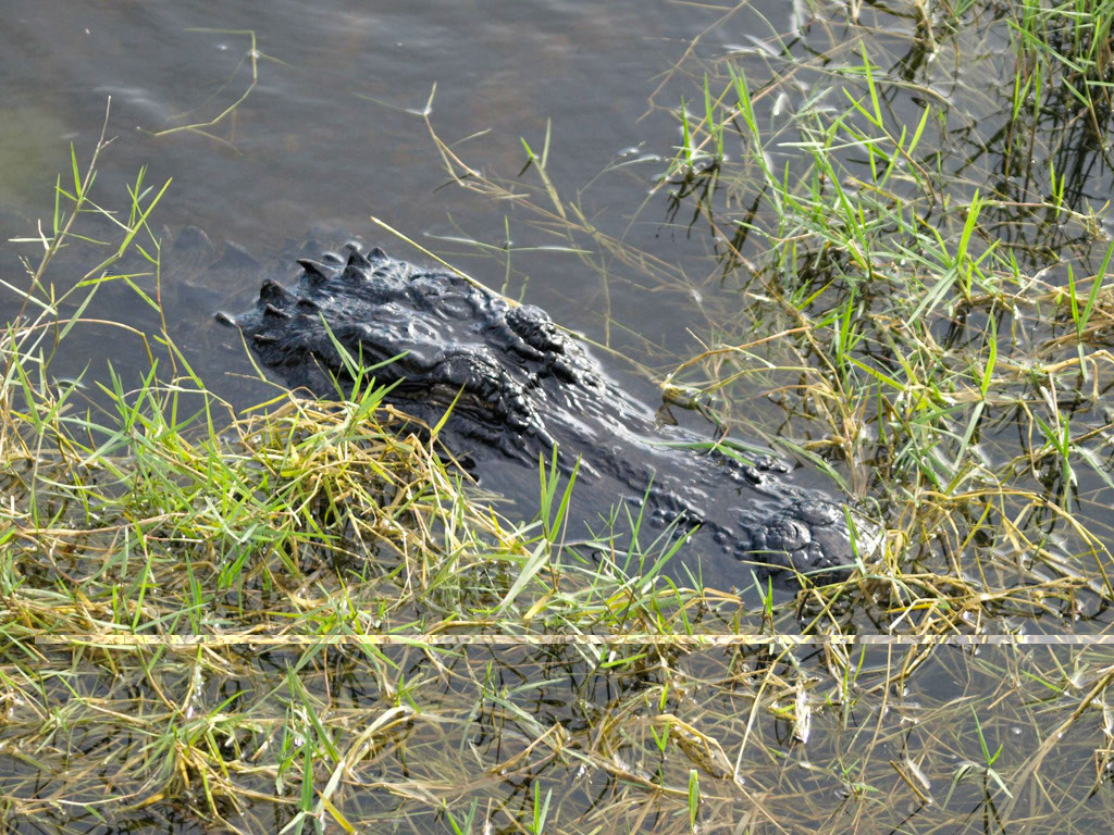 %_tempFileNameFauna_87%