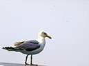 %_tempFileNameBild1045_%