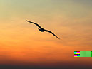 %_tempFileNameFauna_03%