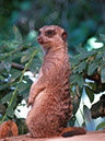 %_tempFileNameFauna_07%