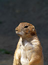 %_tempFileNameFauna_08%