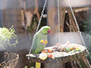 %_tempFileNameFauna_09%