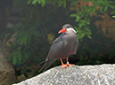 %_tempFileNameFauna_12%