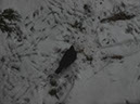 %_tempFileNameFauna_31%