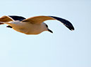 %_tempFileNameFauna_35%