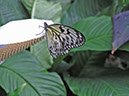 %_tempFileNameFauna_37%