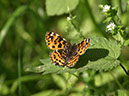 %_tempFileNameFauna_39%