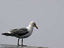 %_tempFileNameFauna_41%