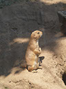 %_tempFileNameFauna_43%