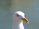 %_tempFileNameFauna_44%