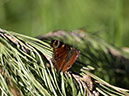 %_tempFileNameFauna_47%