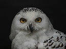 %_tempFileNameFauna_48%