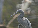 %_tempFileNameFauna_52%