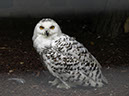 %_tempFileNameFauna_53%