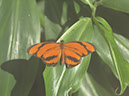 %_tempFileNameFauna_54%