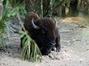 %_tempFileNameFauna_55%