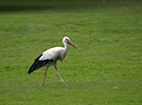 %_tempFileNameFauna_59%