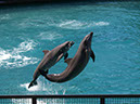 %_tempFileNameFauna_60%