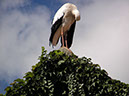 %_tempFileNameFauna_61%