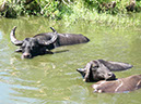%_tempFileNameFauna_62%