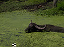 %_tempFileNameFauna_63%