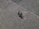 %_tempFileNameFauna_66%