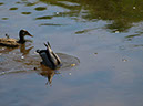 %_tempFileNameFauna_82%