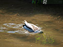 %_tempFileNameFauna_83%