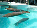 %_tempFileNameFauna_90%