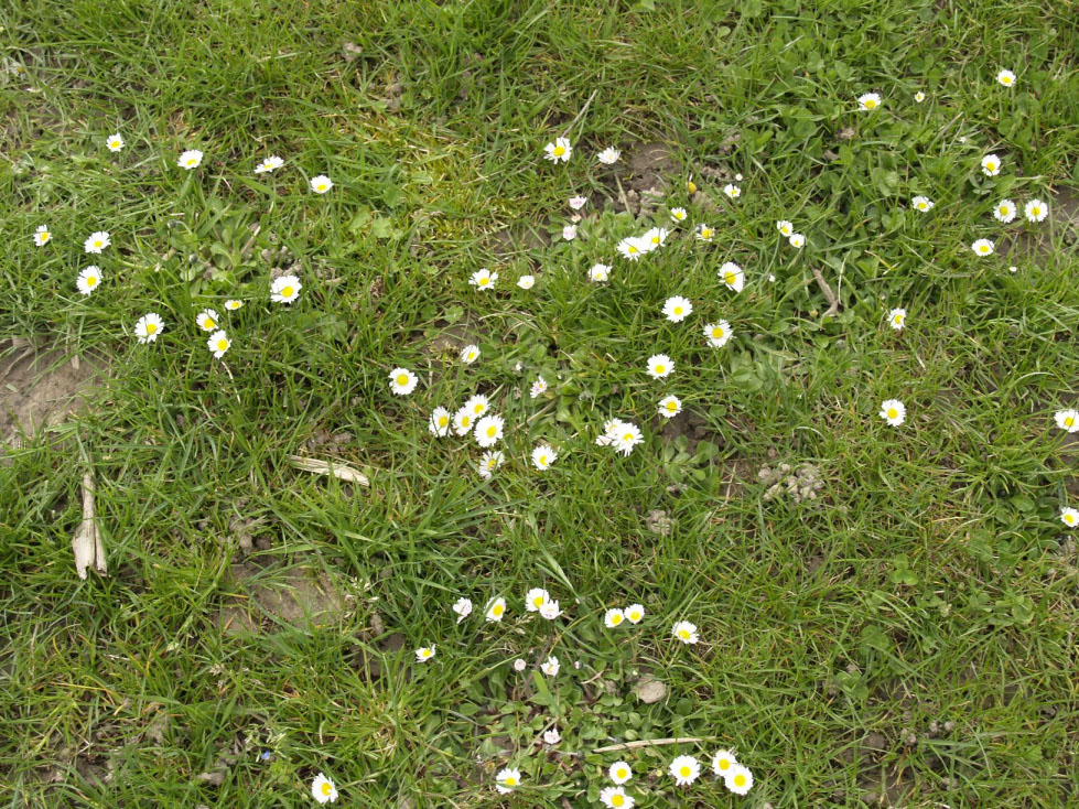 %_tempFileNameFlora_01%