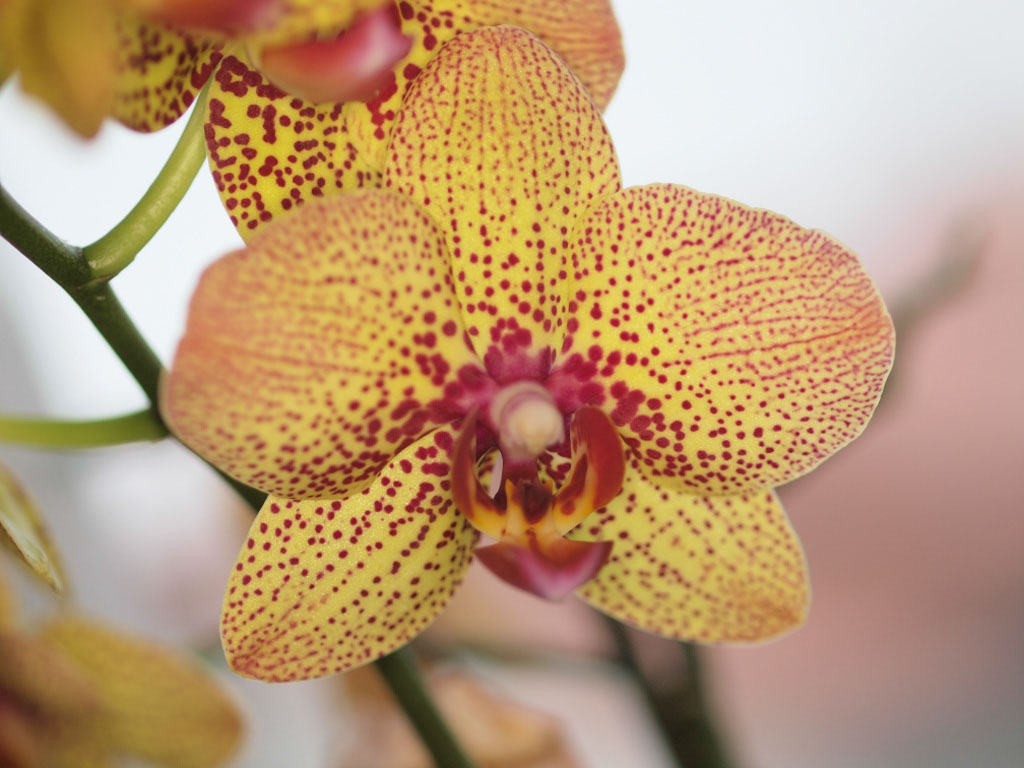 %_tempFileNameFlora_19%