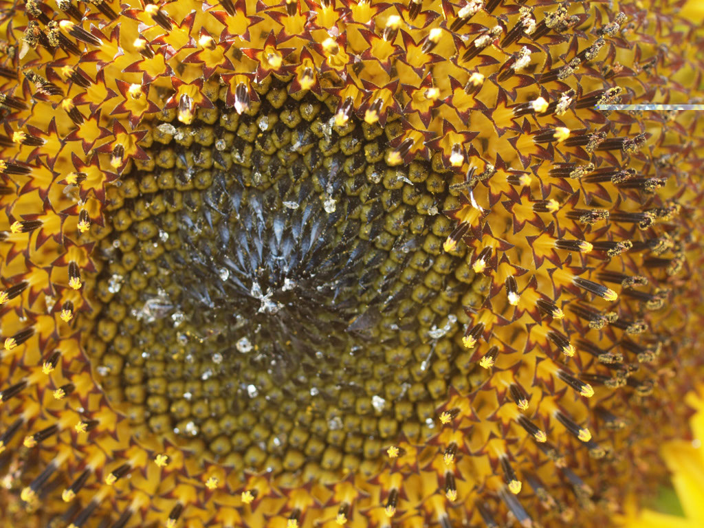 %_tempFileNameFlora_20%