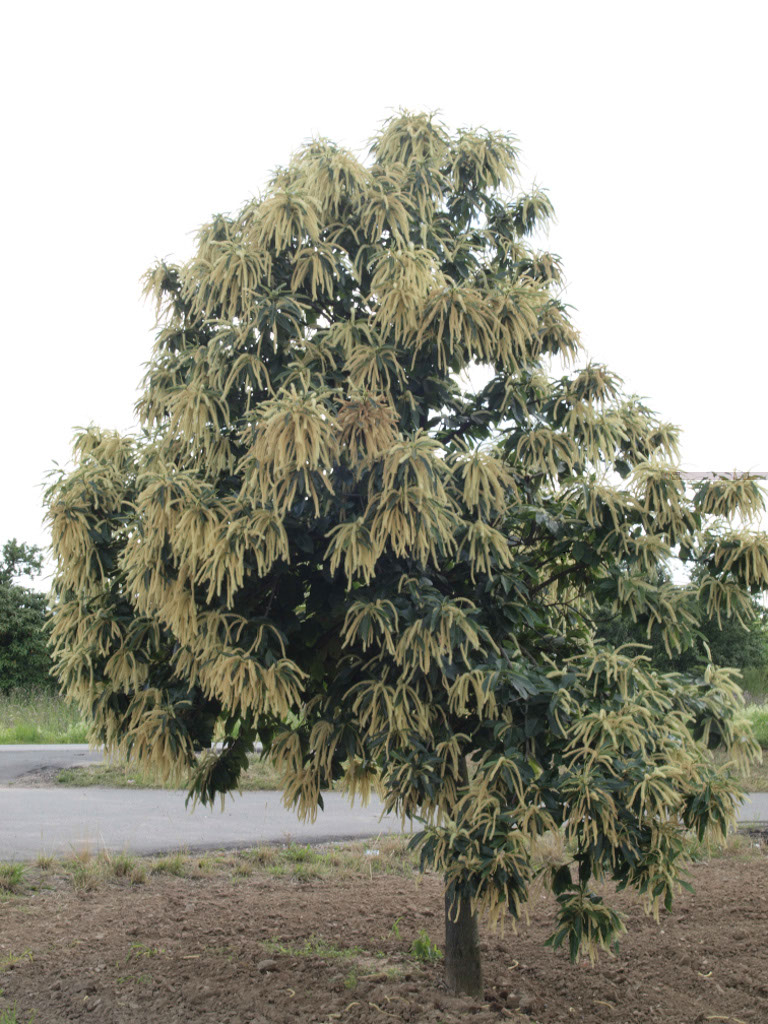 %_tempFileNameFlora_28%