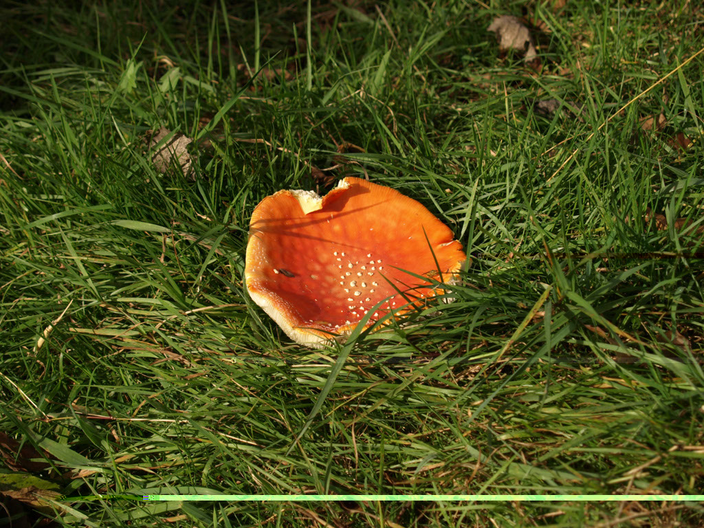 %_tempFileNameFlora_36%