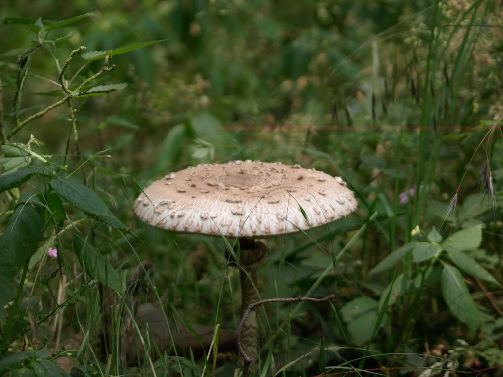 %_tempFileNameFlora_40%