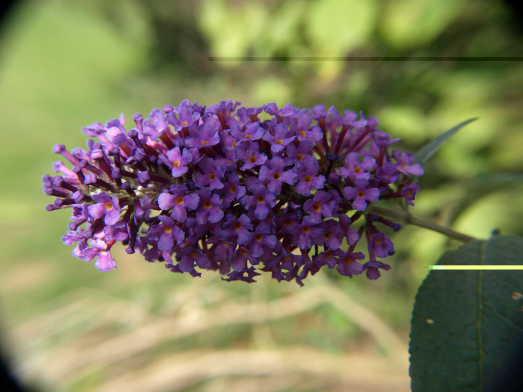 %_tempFileNameFlora_42%