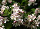 %_tempFileNameFlora_03%