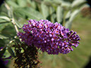 %_tempFileNameFlora_04%