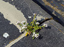 %_tempFileNameFlora_05%