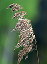 %_tempFileNameFlora_06%