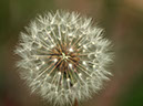 %_tempFileNameFlora_09%