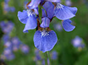 %_tempFileNameFlora_11%