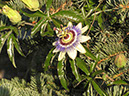 %_tempFileNameFlora_15%