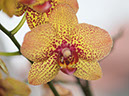 %_tempFileNameFlora_19%